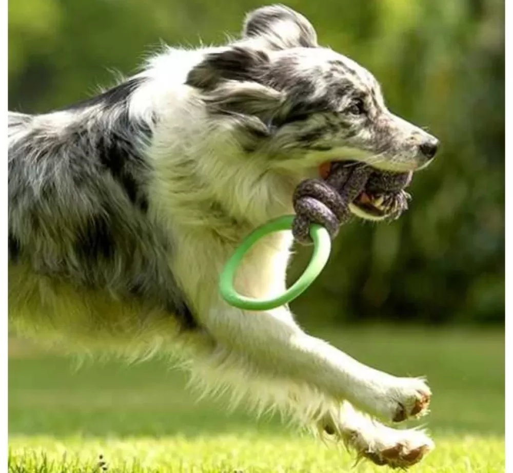 Beco Pets Puppy Toys | Dog Toy Hoop On A Rope Green