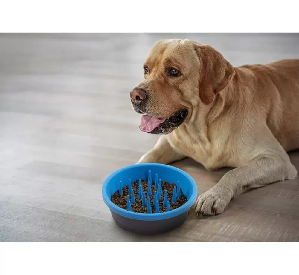 Dexas Food Bowl And Water Bowl | Food Bowl Slow Feeder Blue