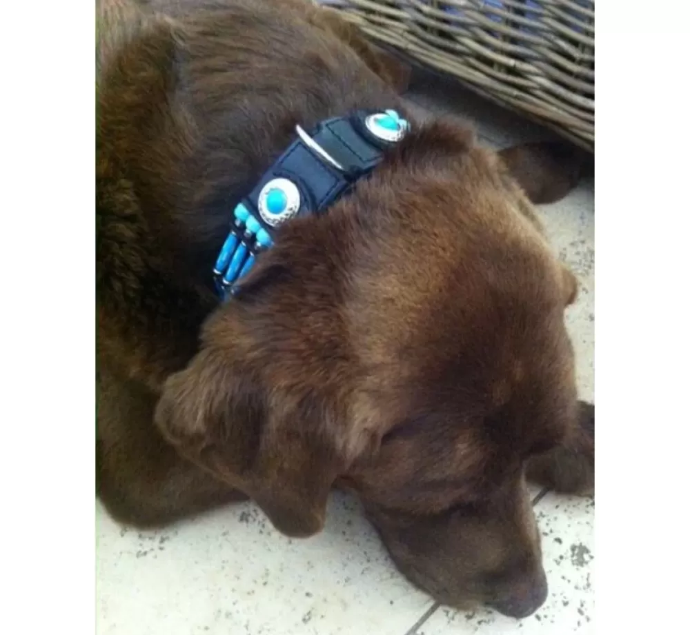 Doxtasy Large Dog Collar | Dog Collar Blue River 35Mm