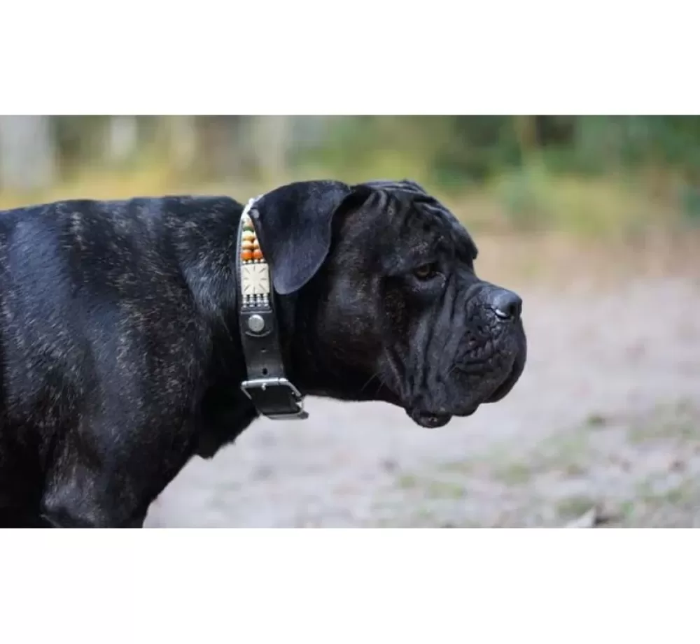 Doxtasy Large Dog Collar | Dog Collar Colours Of The Wind 35Mm