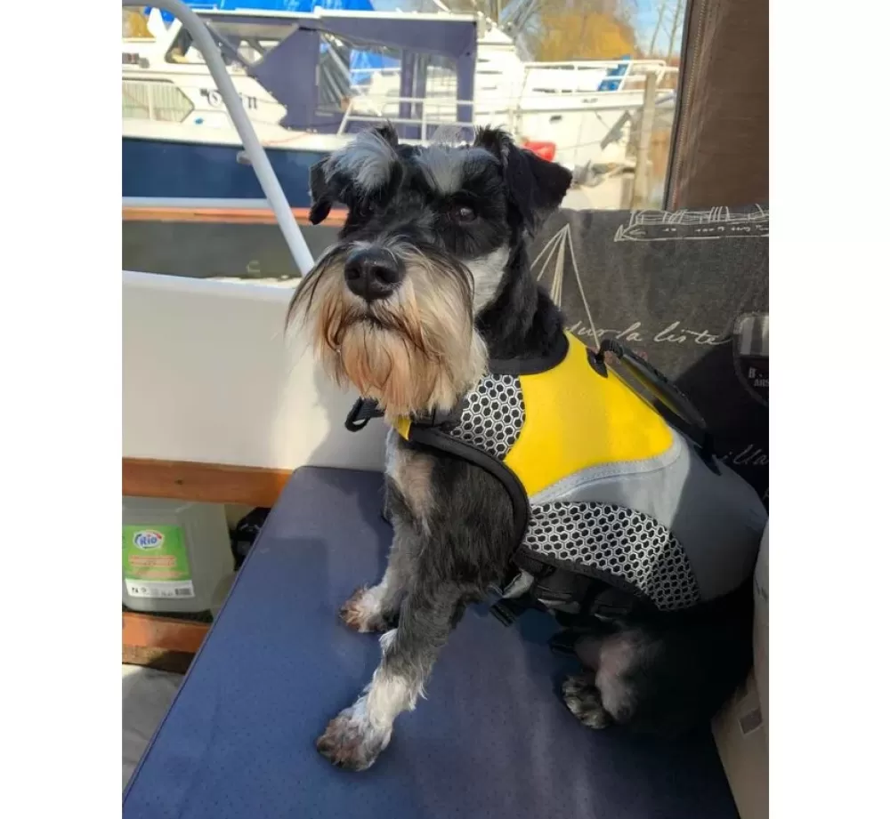 EQDOG For The Boat | Dog Life Vest Pro Life