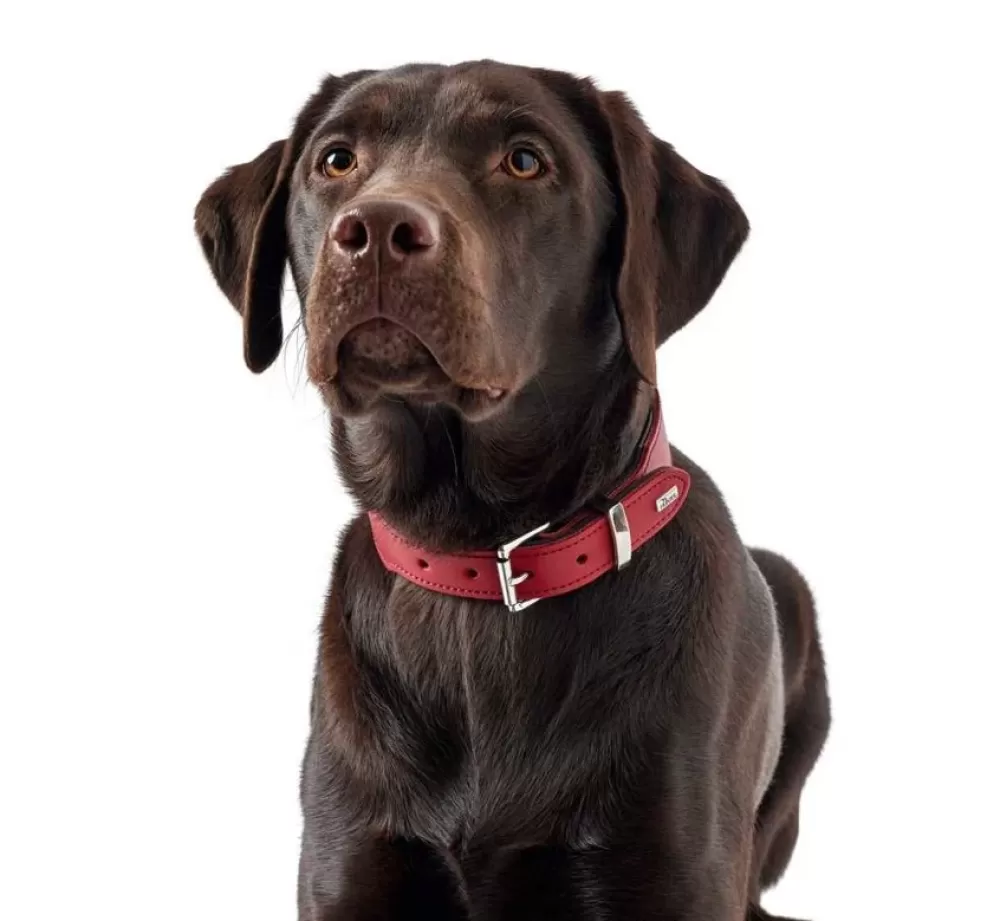 Hunter Large Dog Collar | Dog Collar Basic Red