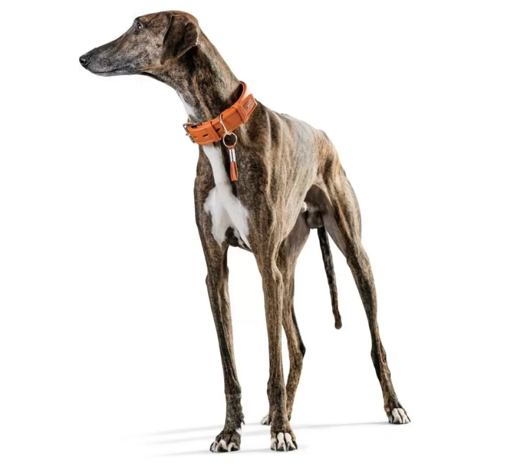 Hunter Large Dog Collar | Dog Collar Cannes Orange