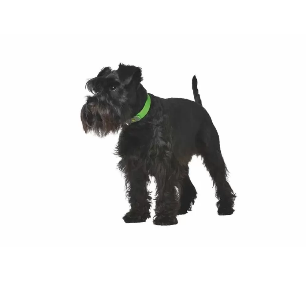 Hunter Large Dog Collar | Dog Collar Convenience Green