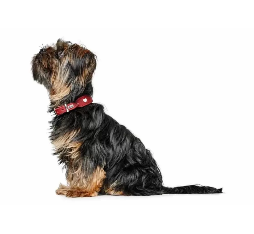 Hunter Large Dog Collar | Dog Collar Love