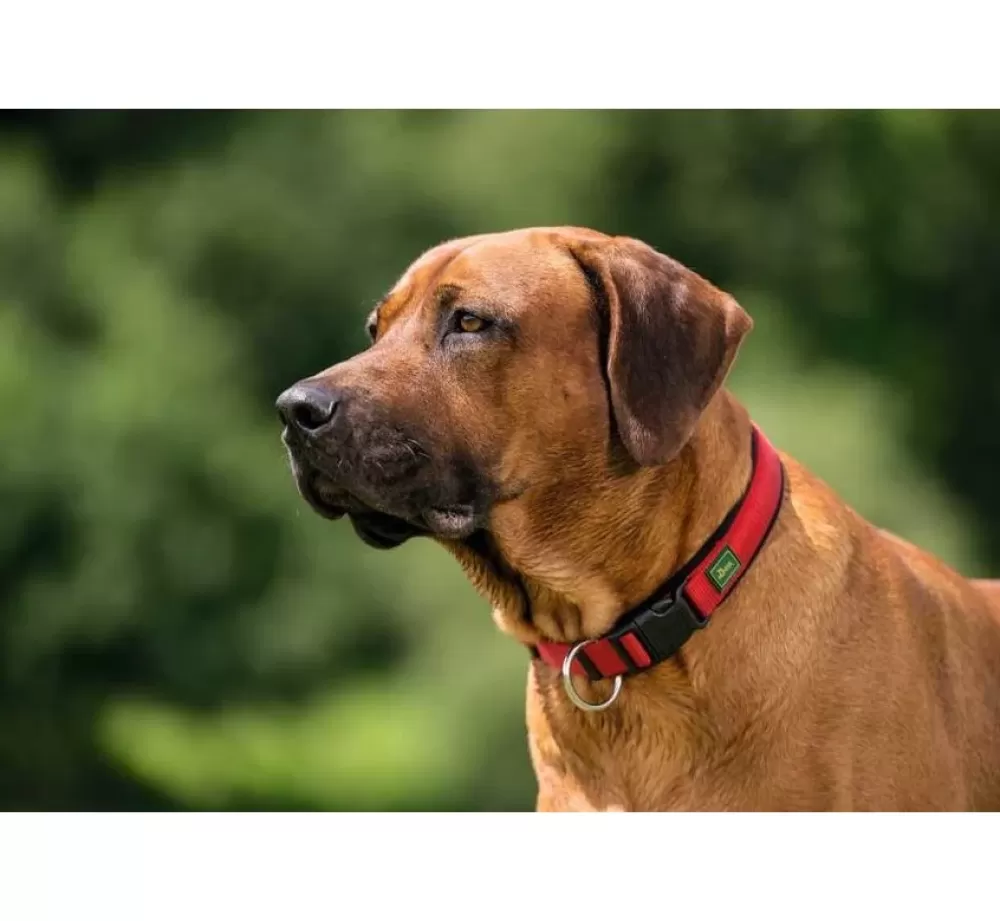 Hunter Large Dog Collar | Dog Collar Neoprene Vario Plus Red