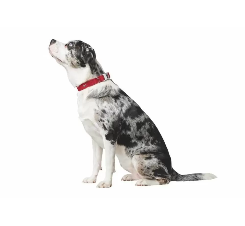 Hunter Large Dog Collar | Dog Collar Softie Alu Strong Red