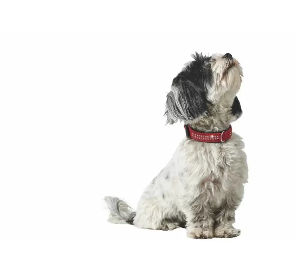 Hunter Hunter Collar | Dog Collar Softie Red