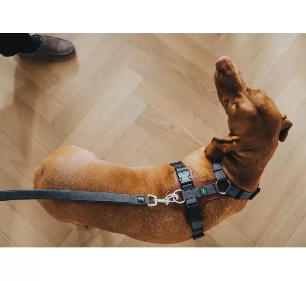 Hunter Hunter Dog Harness | Dog Harness Aalborg Mixed Cognac