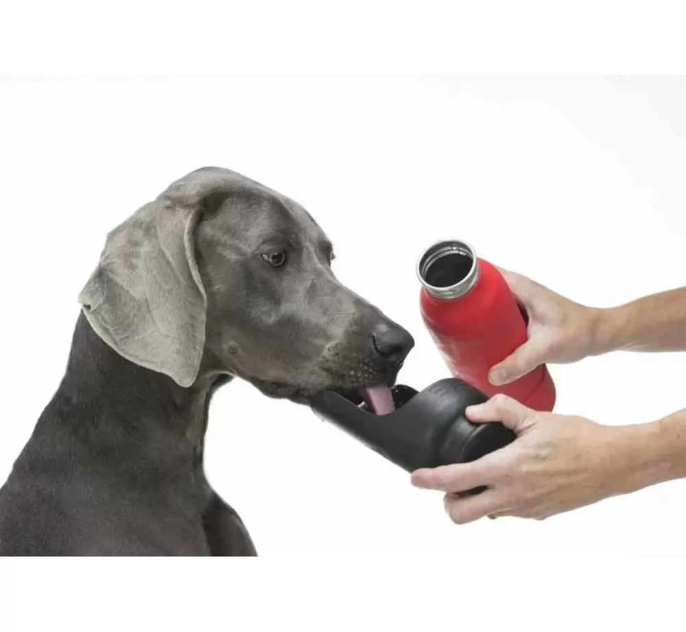 Kong Food Bowl And Water Bowl | Insulated Water Bottle Red