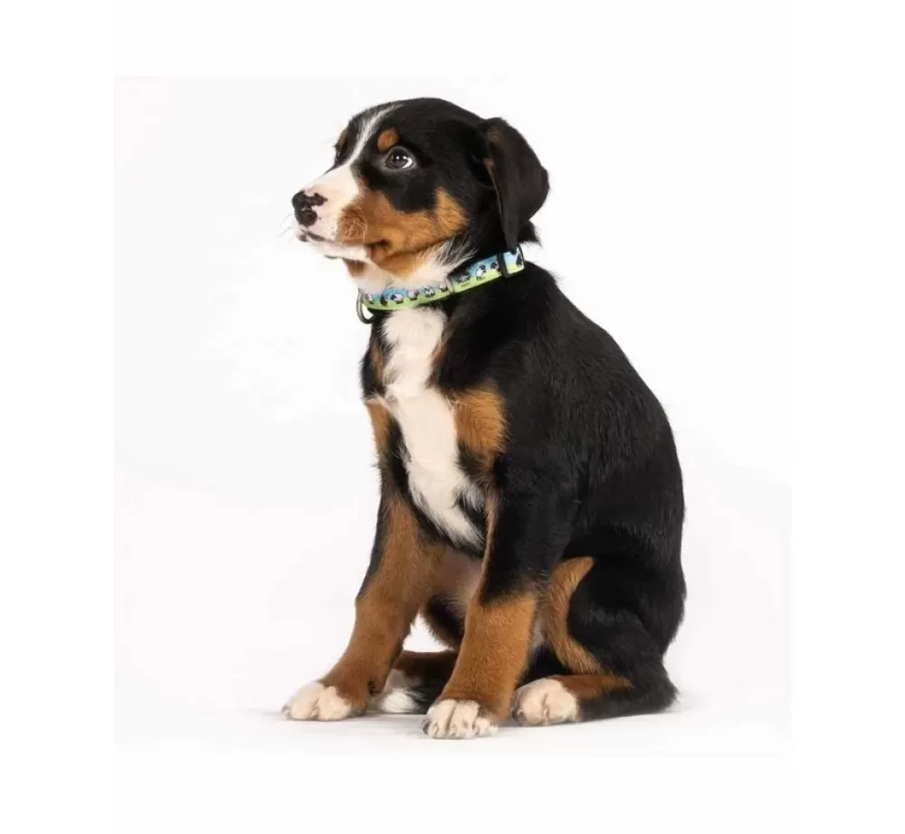 Max & Molly Puppy Collar | Dog Collar Black Sheep