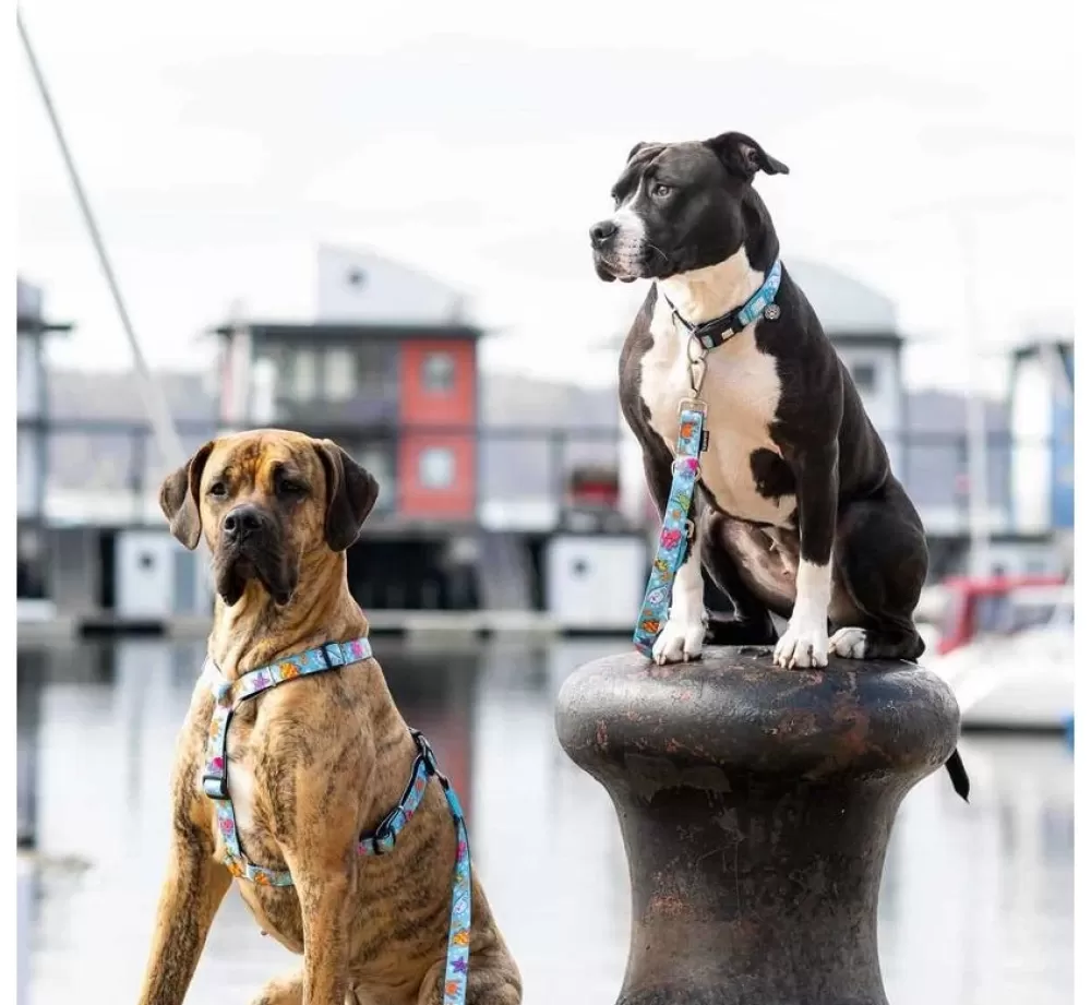 Max & Molly Puppy Collar | Dog Collar Blue Ocean