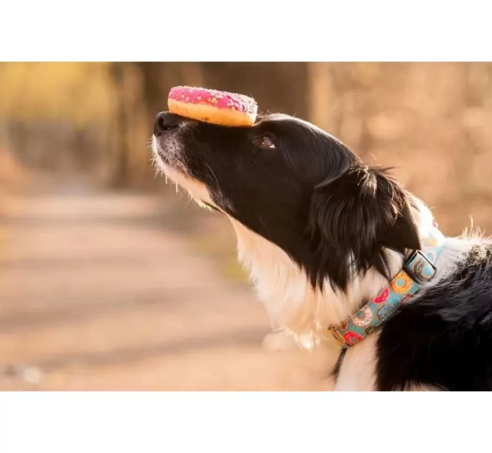 Max & Molly Puppy Collar | Dog Collar Donuts