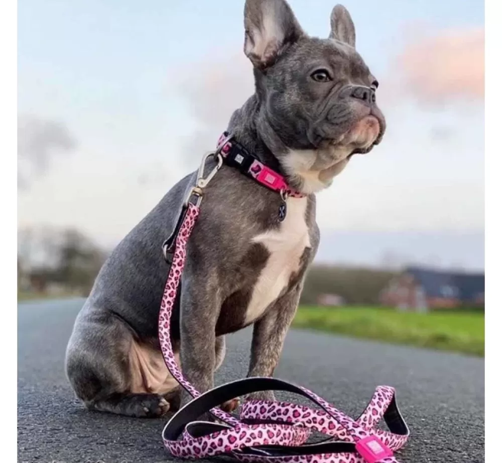 Max & Molly Puppy Collar | Dog Collar Leopard Pink