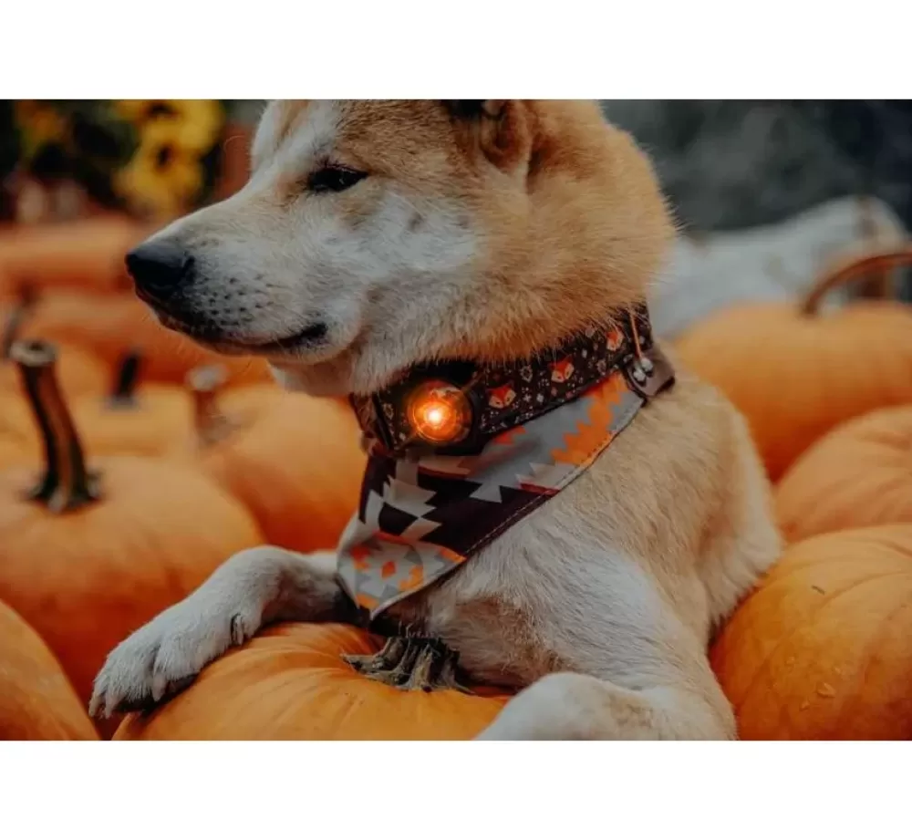 Orbiloc Collars With Lights | Dog Dual Light Amber