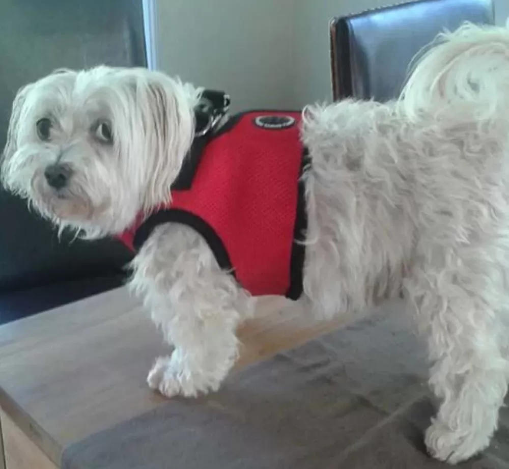 Puppia Puppy Harness | Dog Harness Soft Vest Red