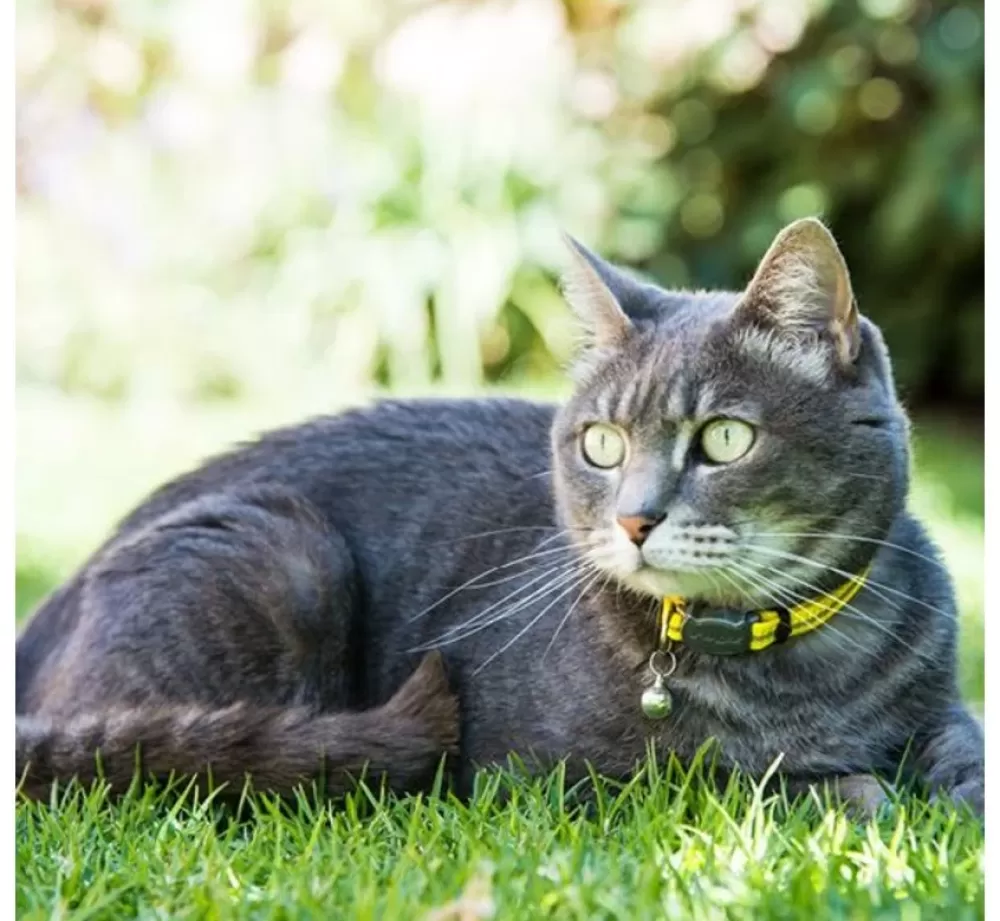 Rogz Cat Collars | Cat Collar Alleycat Dayglo