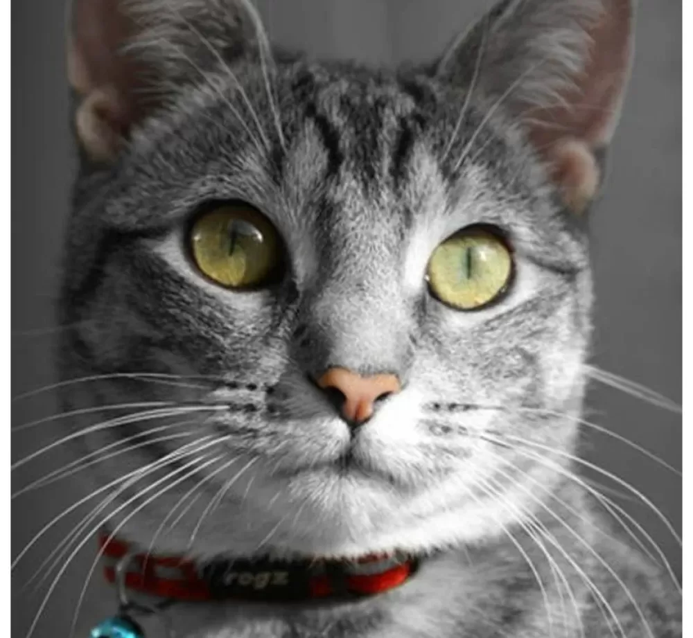 Rogz Cat Collars | Cat Collar Alleycat Red