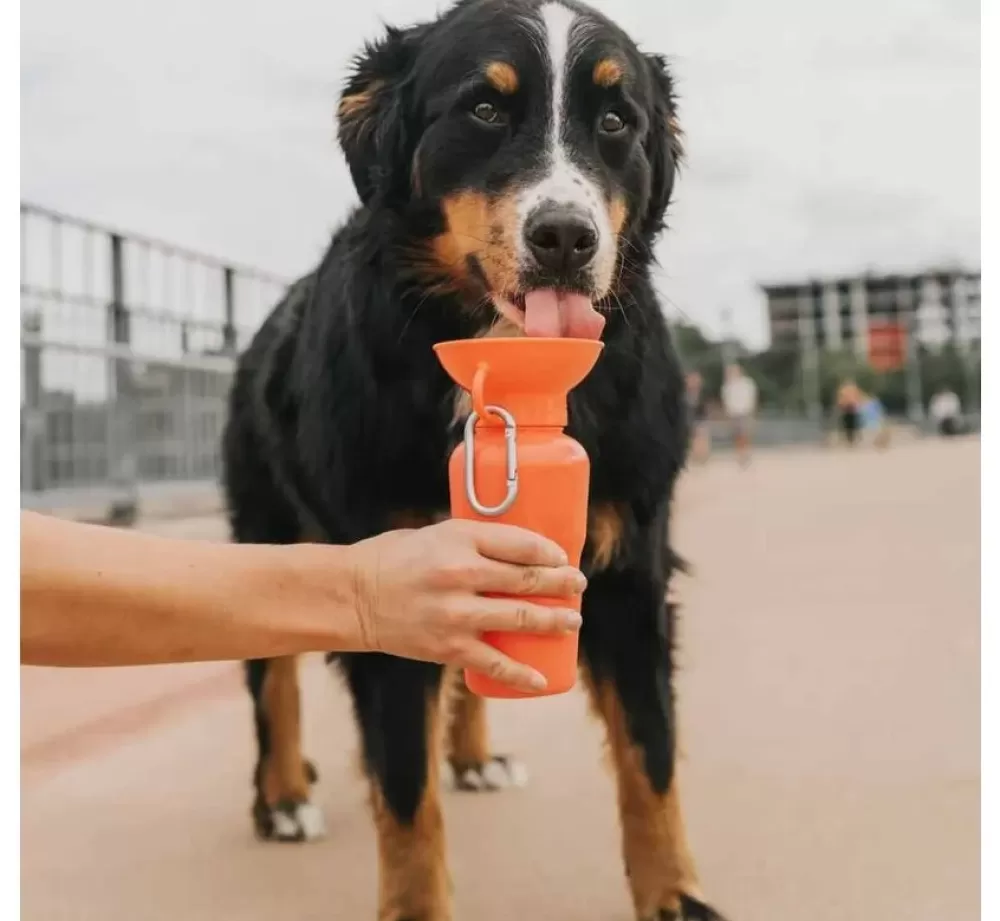 Springer Food Bowl And Water Bowl | Drinking Bottle Dog Classic Poppy