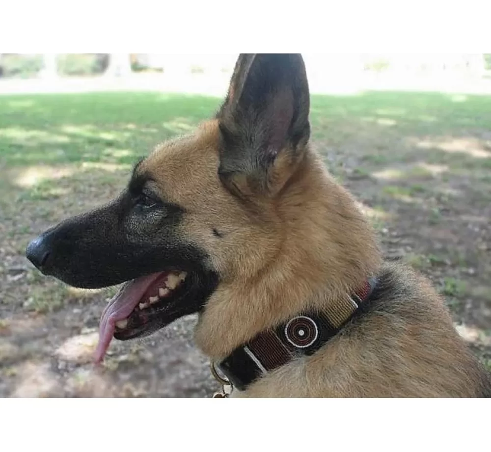 The Kenyan Collection Exclusive Dog Collars | Dog Collar Topi