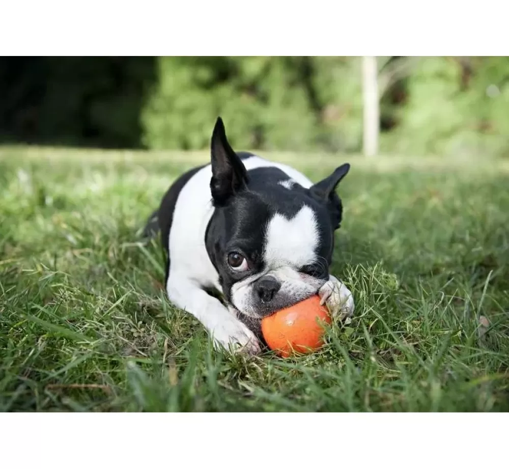 West Paw Design For The Boat | Dog Toy Zogoflex Jive Orange